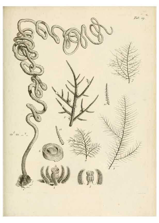 Reproducción/Reproduction 8423193601: Exposition méthodique des genres de l'ordre des polypiers :. Paris :Agasse,1821.