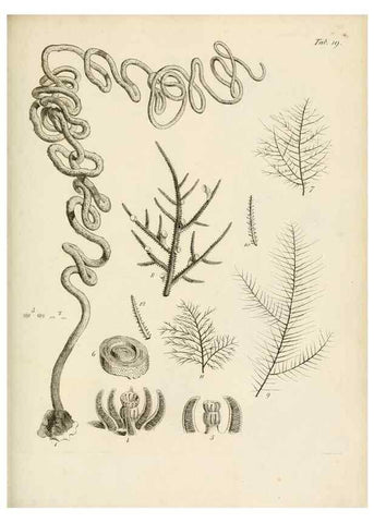 Reproducción/Reproduction 8423193601: Exposition méthodique des genres de l'ordre des polypiers :. Paris :Agasse,1821.