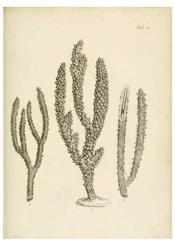 Reproducción/Reproduction 8424282460: Exposition méthodique des genres de l'ordre des polypiers :. Paris :Agasse,1821.