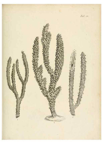 Reproducción/Reproduction 8424282460: Exposition méthodique des genres de l'ordre des polypiers :. Paris :Agasse,1821.