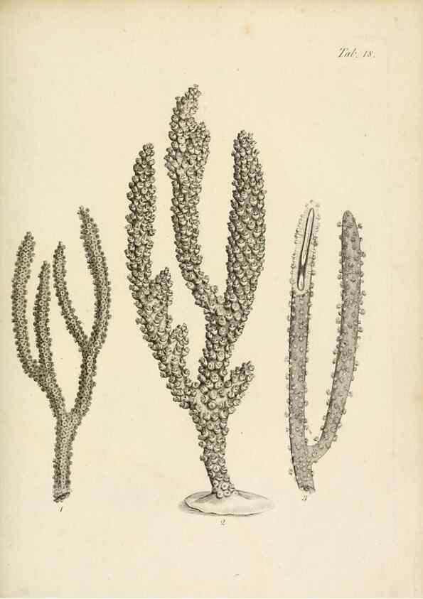 Reproducción/Reproduction 8424282460: Exposition méthodique des genres de l'ordre des polypiers :. Paris :Agasse,1821.