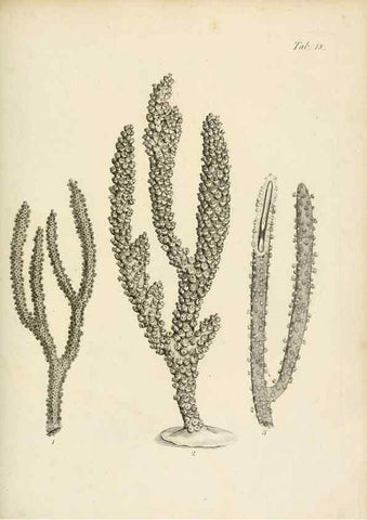 Reproducción/Reproduction 8424282460: Exposition méthodique des genres de l'ordre des polypiers :. Paris :Agasse,1821.