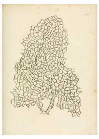 Reproducción/Reproduction 8424281618: Exposition méthodique des genres de l'ordre des polypiers :. Paris :Agasse,1821.