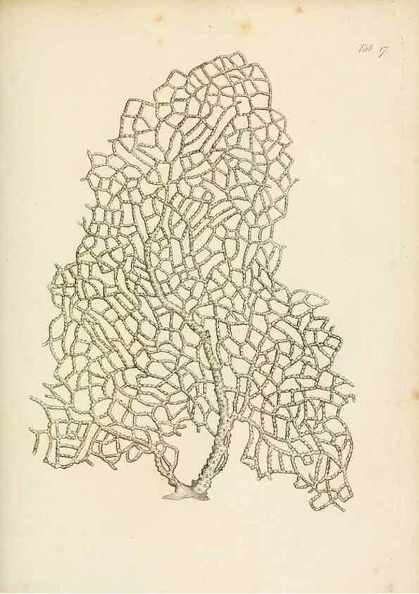 Reproducción/Reproduction 8424281618: Exposition méthodique des genres de l'ordre des polypiers :. Paris :Agasse,1821.