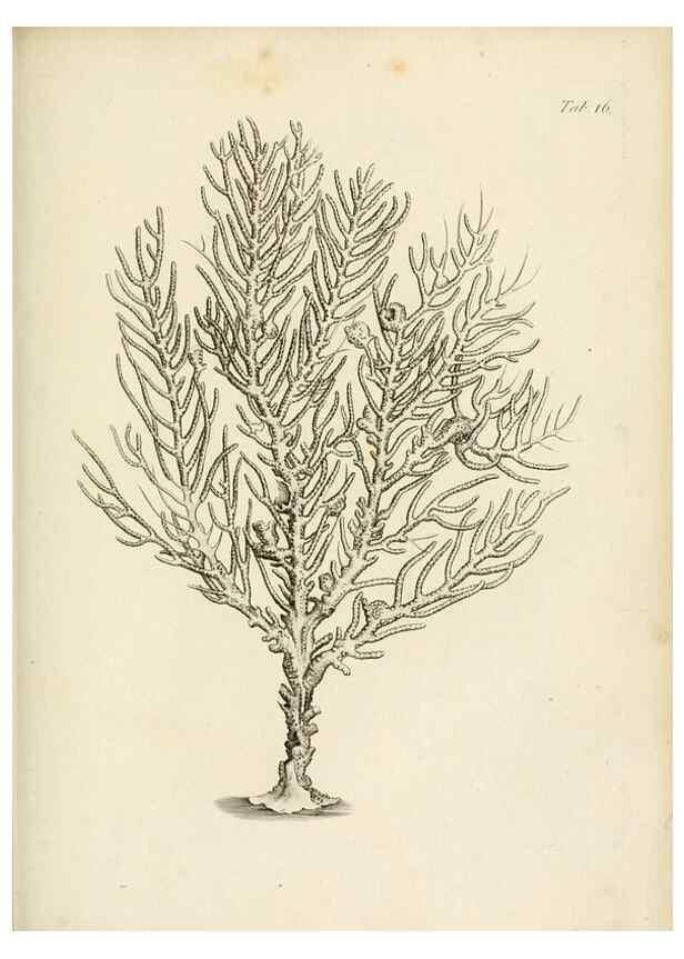 Reproducción/Reproduction 8423191837: Exposition méthodique des genres de l'ordre des polypiers :. Paris :Agasse,1821.