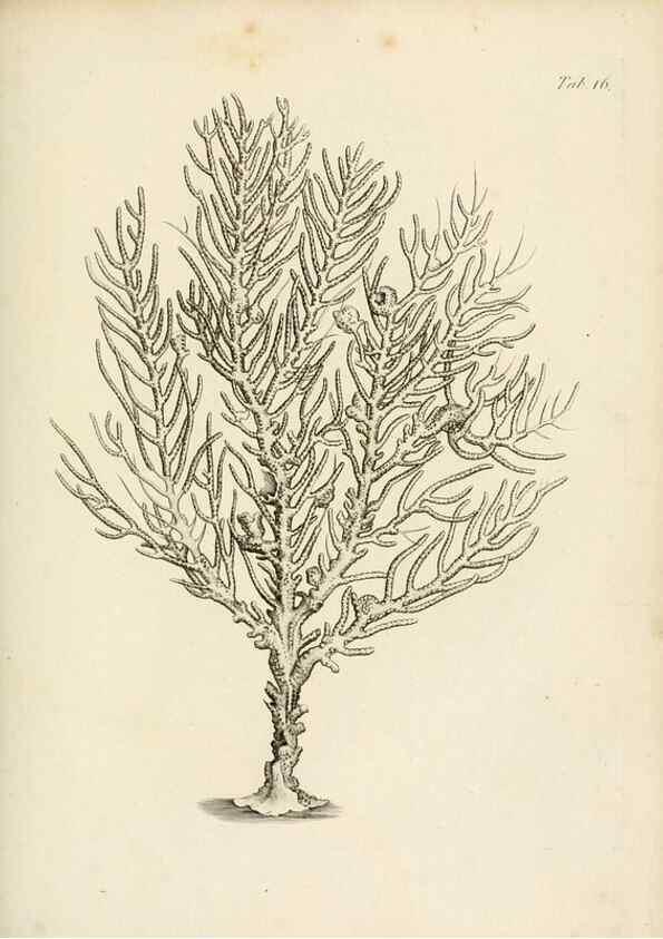 Reproducción/Reproduction 8423191837: Exposition méthodique des genres de l'ordre des polypiers :. Paris :Agasse,1821.