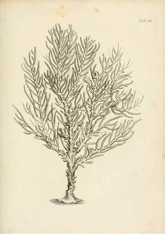 Reproducción/Reproduction 8423191837: Exposition méthodique des genres de l'ordre des polypiers :. Paris :Agasse,1821.