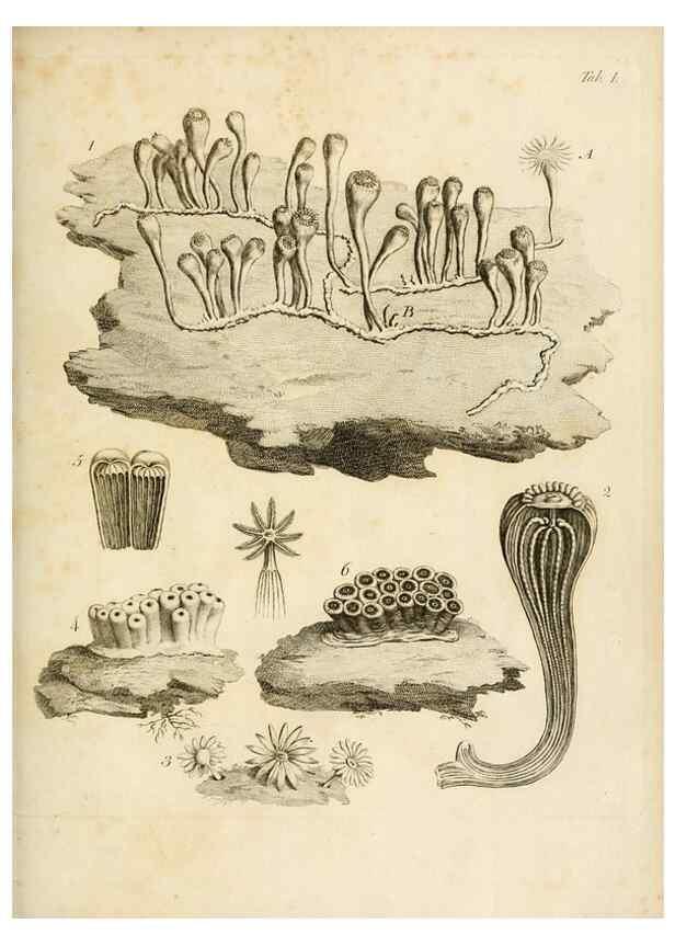 Reproducción/Reproduction 8423185097: Exposition méthodique des genres de l'ordre des polypiers :. Paris :Agasse,1821.