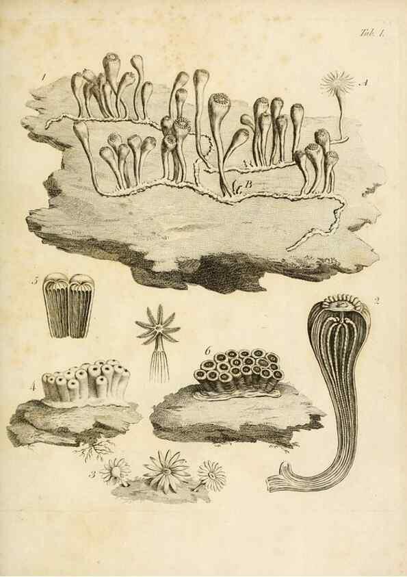 Reproducción/Reproduction 8423185097: Exposition méthodique des genres de l'ordre des polypiers :. Paris :Agasse,1821.