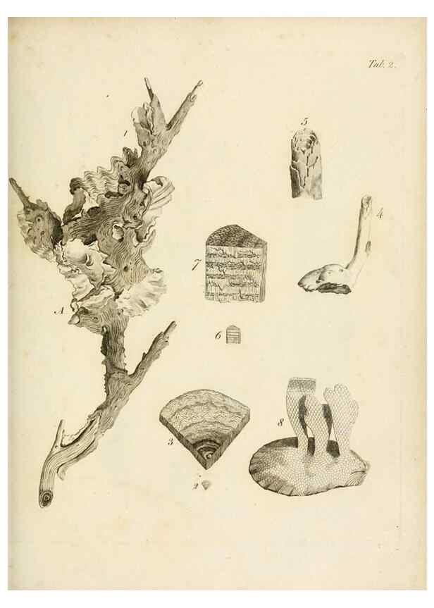 Reproducción/Reproduction 8423185793: Exposition méthodique des genres de l'ordre des polypiers :. Paris :Agasse,1821.