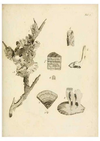 Reproducción/Reproduction 8423185793: Exposition méthodique des genres de l'ordre des polypiers :. Paris :Agasse,1821.