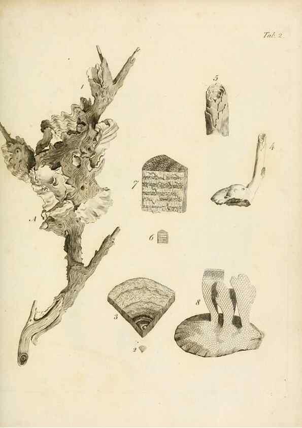 Reproducción/Reproduction 8423185793: Exposition méthodique des genres de l'ordre des polypiers :. Paris :Agasse,1821.