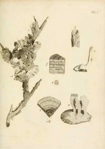 Reproducción/Reproduction 8423185793: Exposition méthodique des genres de l'ordre des polypiers :. Paris :Agasse,1821.