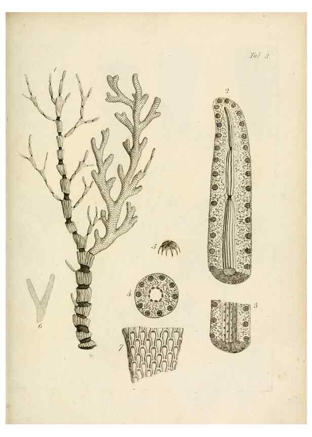 Reproducción/Reproduction 8424275382: Exposition méthodique des genres de l'ordre des polypiers :. Paris :Agasse,1821.