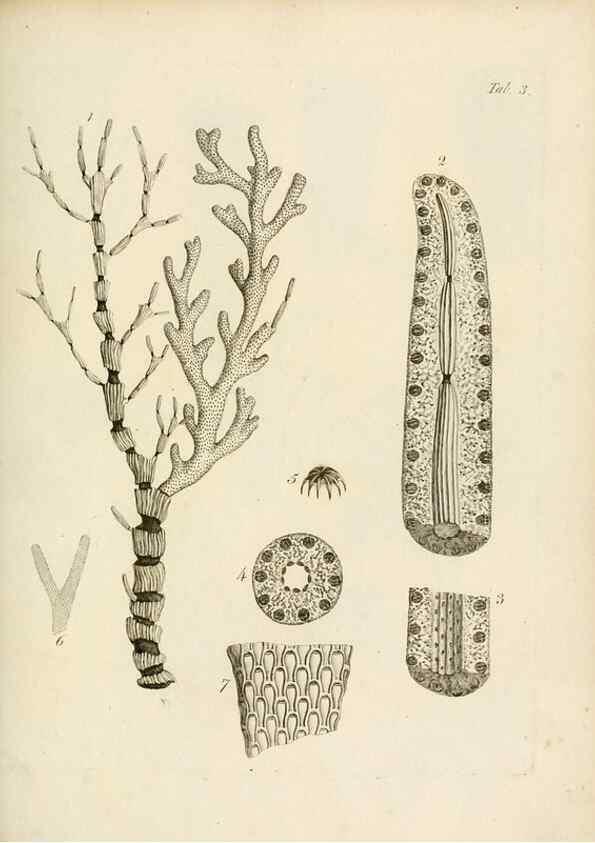 Reproducción/Reproduction 8424275382: Exposition méthodique des genres de l'ordre des polypiers :. Paris :Agasse,1821.