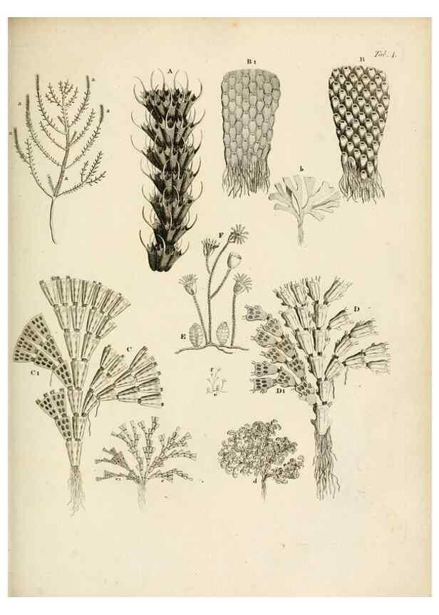 Reproducción/Reproduction 8423186505: Exposition méthodique des genres de l'ordre des polypiers :. Paris :Agasse,1821.