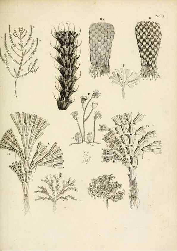 Reproducción/Reproduction 8423186505: Exposition méthodique des genres de l'ordre des polypiers :. Paris :Agasse,1821.