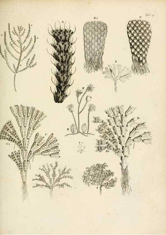 Reproducción/Reproduction 8423186505: Exposition méthodique des genres de l'ordre des polypiers :. Paris :Agasse,1821.