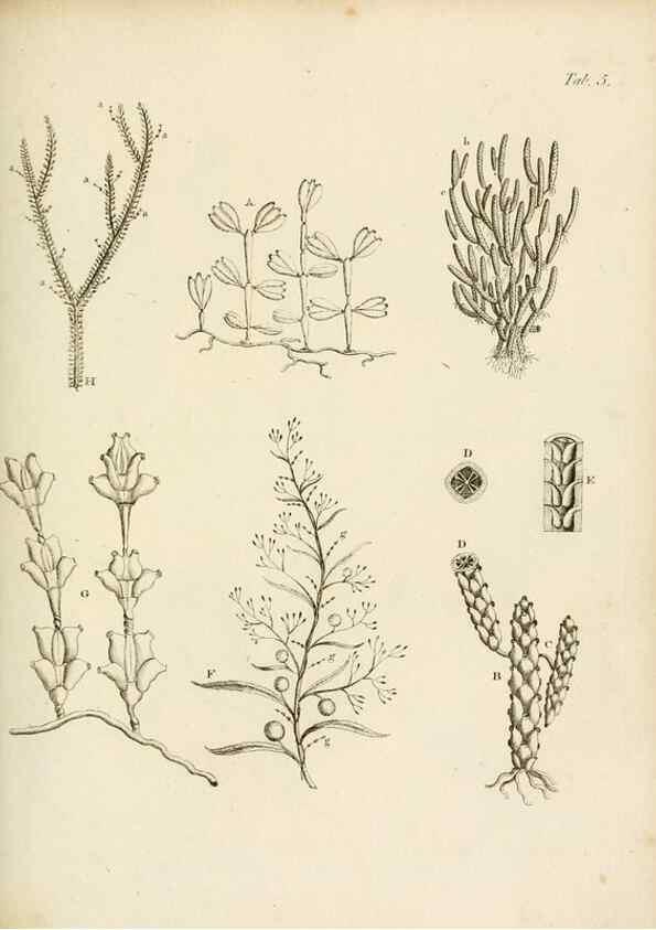 Reproducción/Reproduction 8424276126: Exposition méthodique des genres de l'ordre des polypiers :. Paris :Agasse,1821.