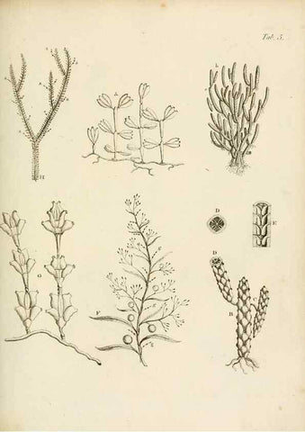 Reproducción/Reproduction 8424276126: Exposition méthodique des genres de l'ordre des polypiers :. Paris :Agasse,1821.