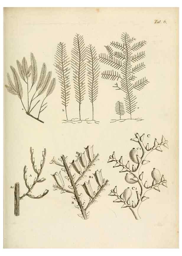 Reproducción/Reproduction 8423187427: Exposition méthodique des genres de l'ordre des polypiers :. Paris :Agasse,1821.