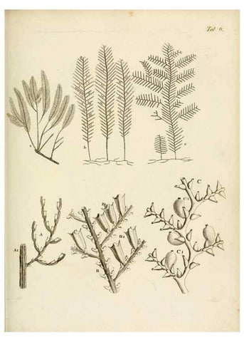 Reproducción/Reproduction 8423187427: Exposition méthodique des genres de l'ordre des polypiers :. Paris :Agasse,1821.