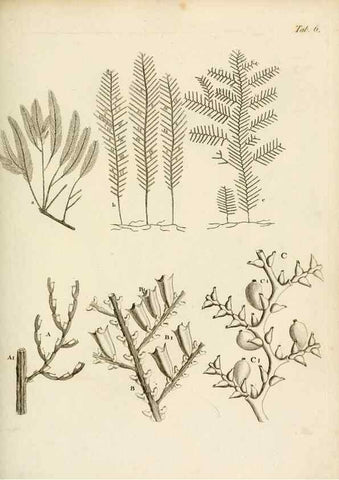 Reproducción/Reproduction 8423187427: Exposition méthodique des genres de l'ordre des polypiers :. Paris :Agasse,1821.