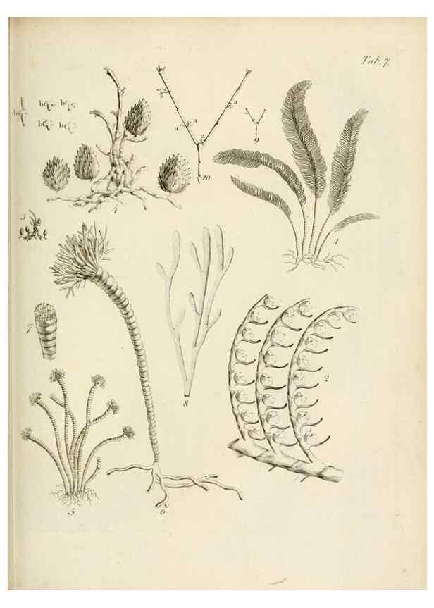 Reproducción/Reproduction 8424277000: Exposition méthodique des genres de l'ordre des polypiers :. Paris :Agasse,1821.