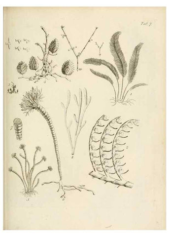 Reproducción/Reproduction 8424277000: Exposition méthodique des genres de l'ordre des polypiers :. Paris :Agasse,1821.