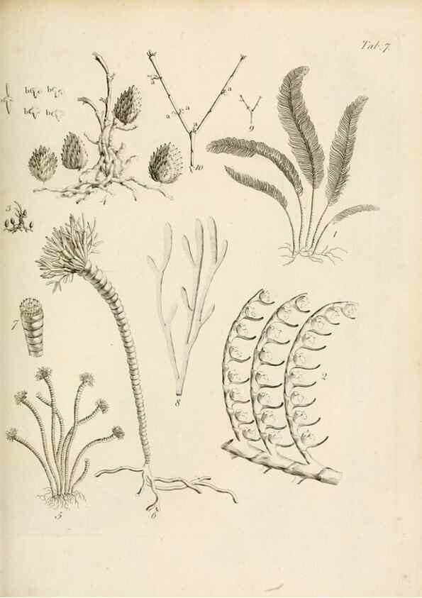 Reproducción/Reproduction 8424277000: Exposition méthodique des genres de l'ordre des polypiers :. Paris :Agasse,1821.