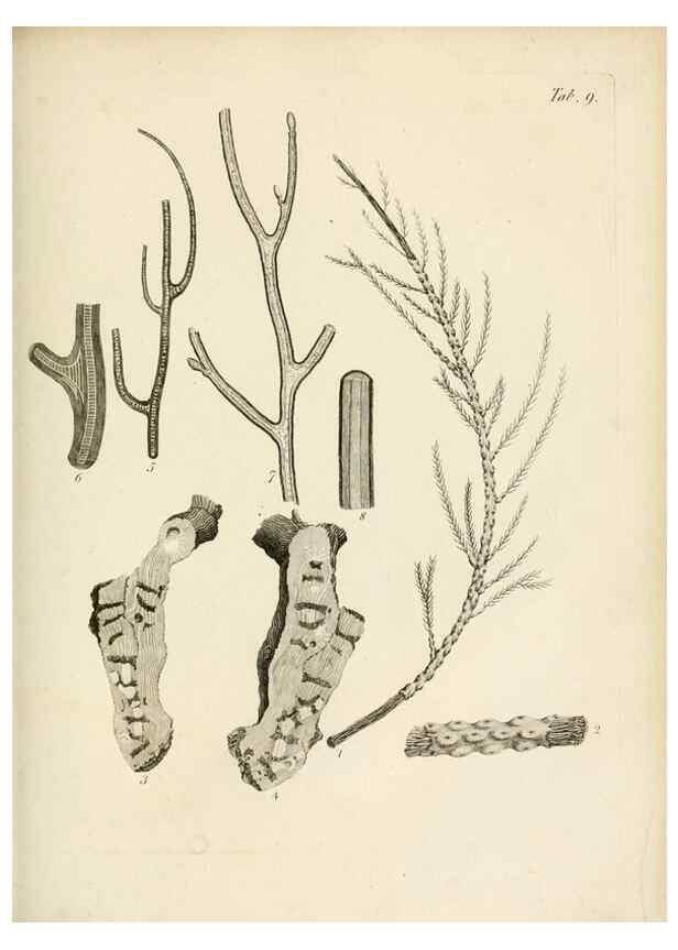 Reproducción/Reproduction 8424277810: Exposition méthodique des genres de l'ordre des polypiers :. Paris :Agasse,1821.