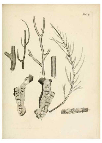 Reproducción/Reproduction 8424277810: Exposition méthodique des genres de l'ordre des polypiers :. Paris :Agasse,1821.