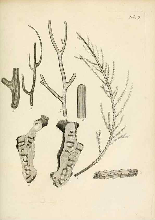 Reproducción/Reproduction 8424277810: Exposition méthodique des genres de l'ordre des polypiers :. Paris :Agasse,1821.