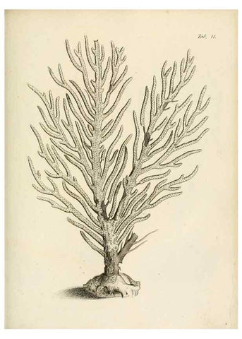 Reproducción/Reproduction 8423189633: Exposition méthodique des genres de l'ordre des polypiers :. Paris :Agasse,1821.
