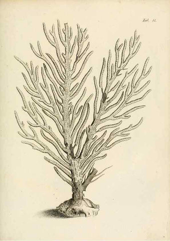 Reproducción/Reproduction 8423189633: Exposition méthodique des genres de l'ordre des polypiers :. Paris :Agasse,1821.