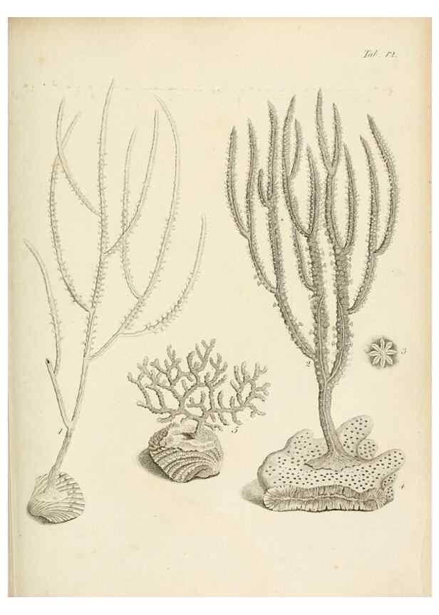 Reproducción/Reproduction 8423190095: Exposition méthodique des genres de l'ordre des polypiers :. Paris :Agasse,1821.