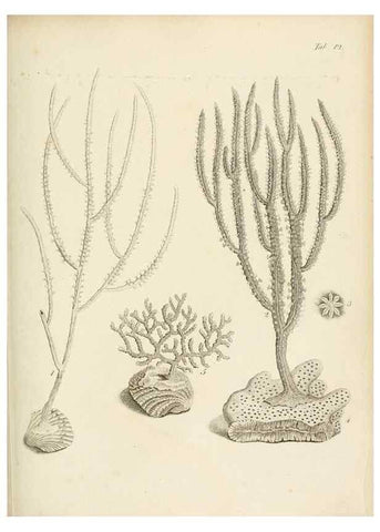 Reproducción/Reproduction 8423190095: Exposition méthodique des genres de l'ordre des polypiers :. Paris :Agasse,1821.