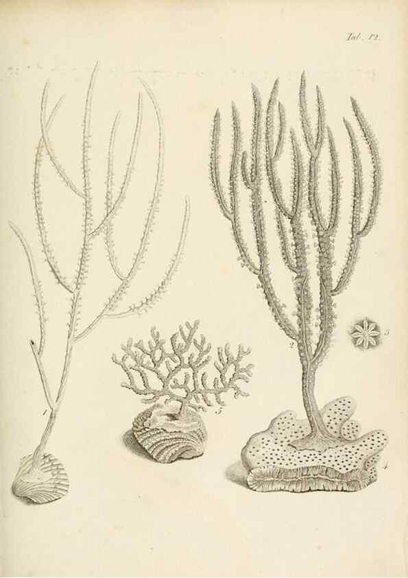 Reproducción/Reproduction 8423190095: Exposition méthodique des genres de l'ordre des polypiers :. Paris :Agasse,1821.