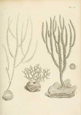 Reproducción/Reproduction 8423190095: Exposition méthodique des genres de l'ordre des polypiers :. Paris :Agasse,1821.