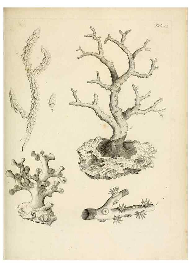 Reproducción/Reproduction 8424279834: Exposition méthodique des genres de l'ordre des polypiers :. Paris :Agasse,1821.
