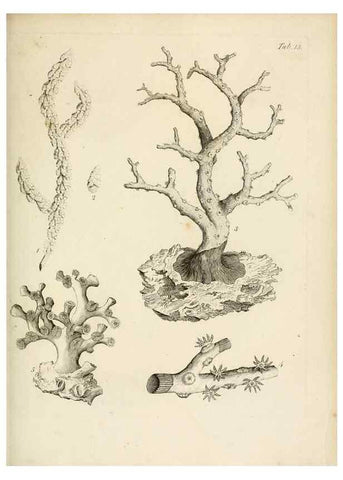 Reproducción/Reproduction 8424279834: Exposition méthodique des genres de l'ordre des polypiers :. Paris :Agasse,1821.