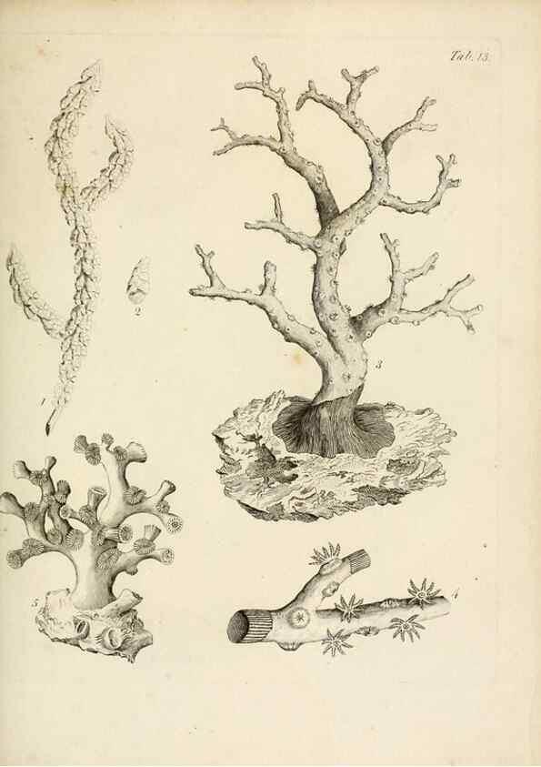 Reproducción/Reproduction 8424279834: Exposition méthodique des genres de l'ordre des polypiers :. Paris :Agasse,1821.