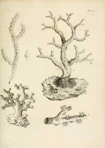 Reproducción/Reproduction 8424279834: Exposition méthodique des genres de l'ordre des polypiers :. Paris :Agasse,1821.