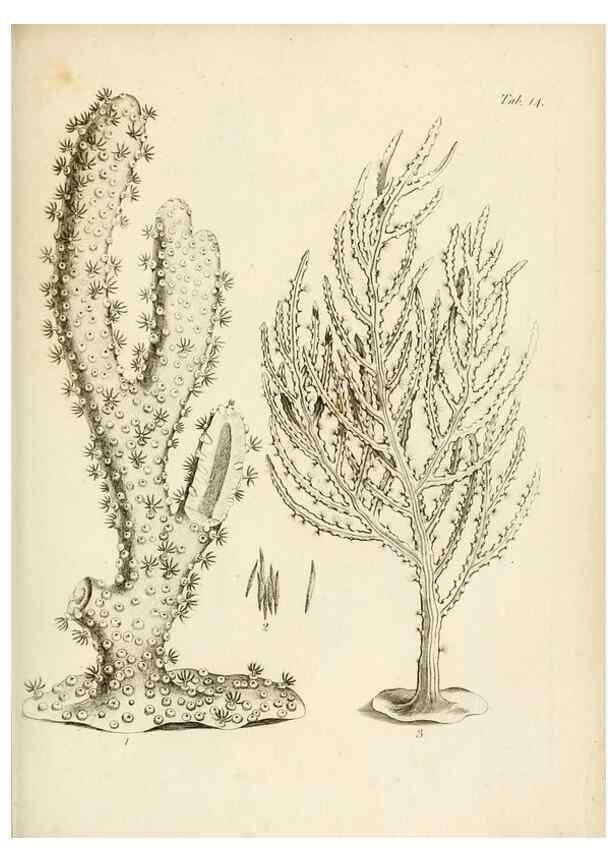 Reproducción/Reproduction 8423191001: Exposition méthodique des genres de l'ordre des polypiers :. Paris :Agasse,1821.