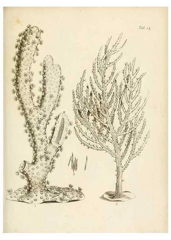 Reproducción/Reproduction 8423191001: Exposition méthodique des genres de l'ordre des polypiers :. Paris :Agasse,1821.