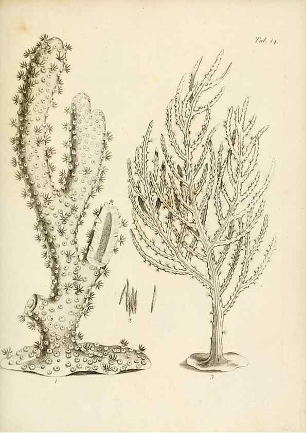 Reproducción/Reproduction 8423191001: Exposition méthodique des genres de l'ordre des polypiers :. Paris :Agasse,1821.