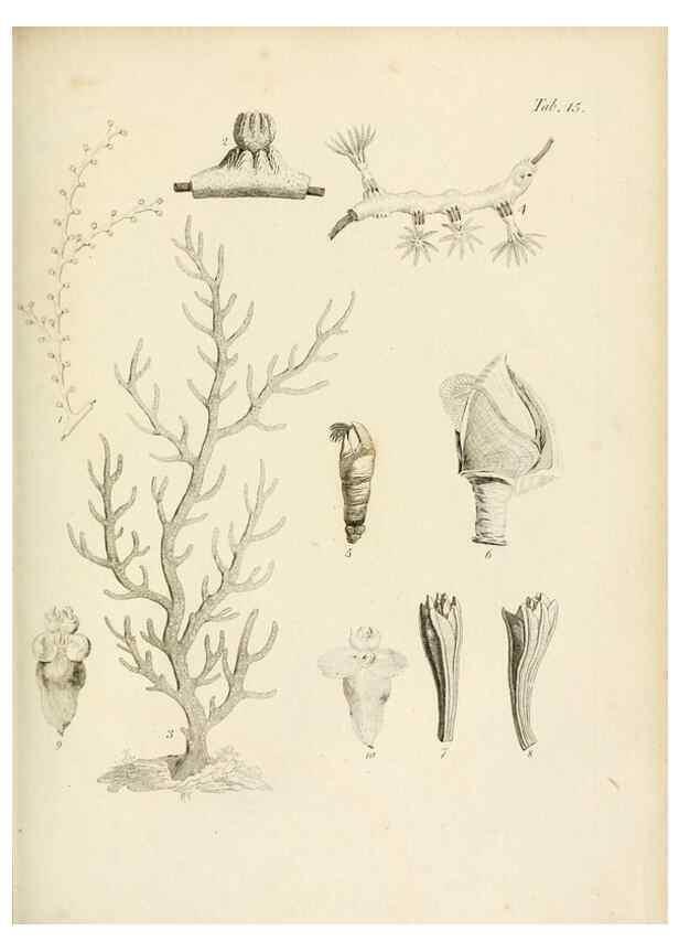 Reproducción/Reproduction 8424280770: Exposition méthodique des genres de l'ordre des polypiers :. Paris :Agasse,1821.