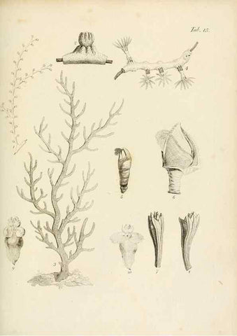 Reproducción/Reproduction 8424280770: Exposition méthodique des genres de l'ordre des polypiers :. Paris :Agasse,1821.