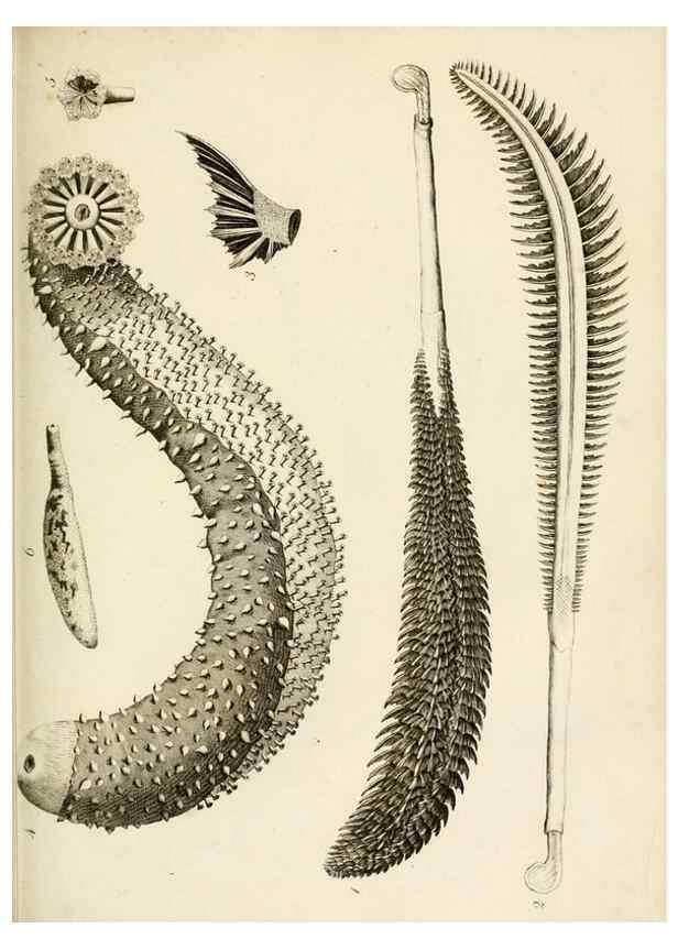 Reproducción/Reproduction 8423188223: Exposition méthodique des genres de l'ordre des polypiers :. Paris :Agasse,1821.