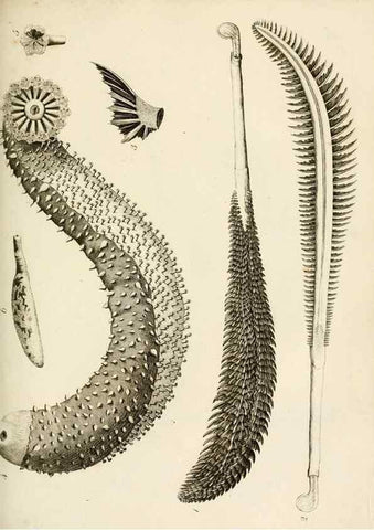 Reproducción/Reproduction 8423188223: Exposition méthodique des genres de l'ordre des polypiers :. Paris :Agasse,1821.